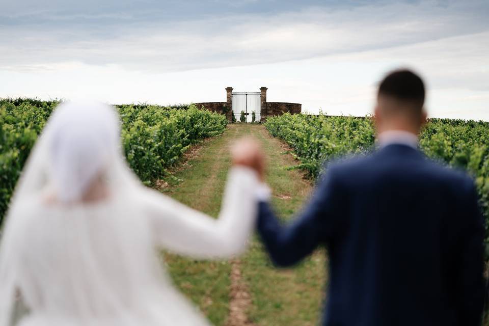 Balade dans les vignes