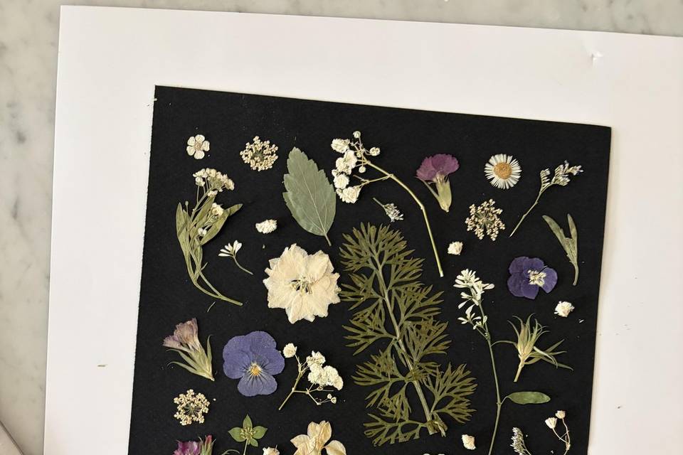 Herbier fleurs pressées