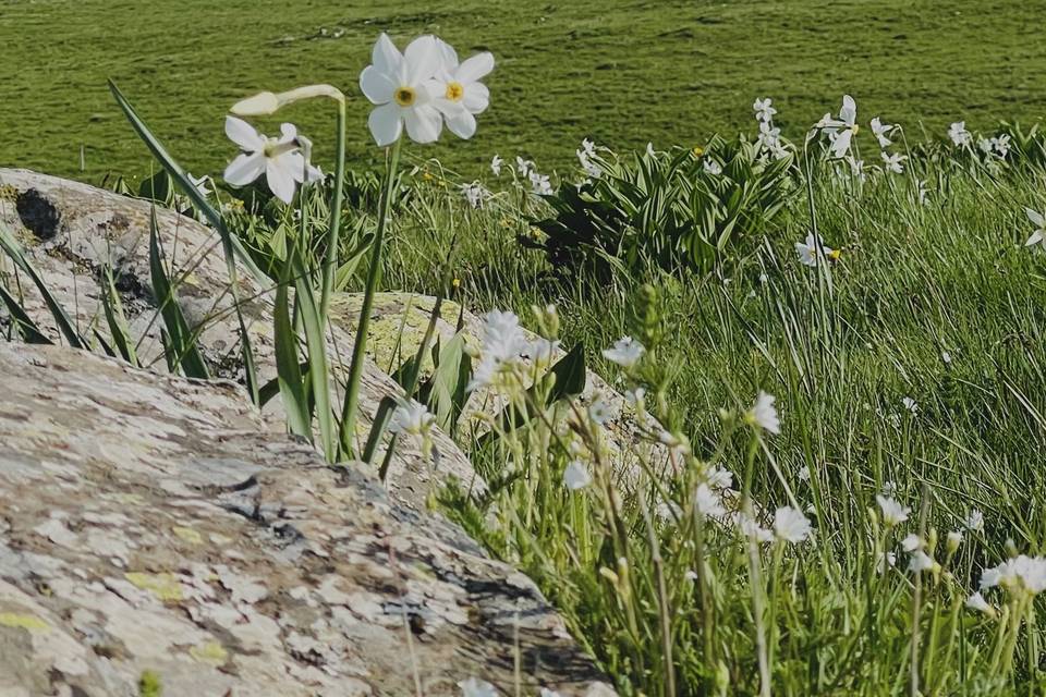En toile fond, le Plomb du Can