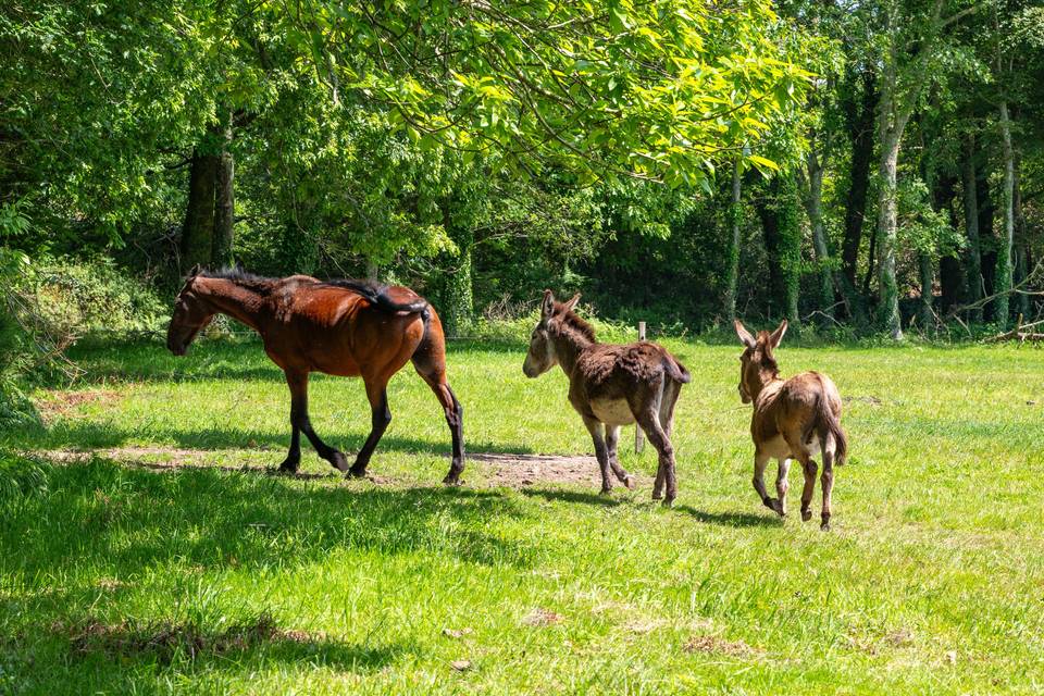 Animaux de la ferme