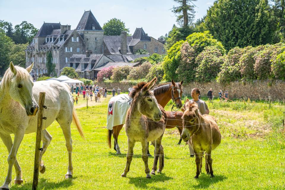 Chevaux sur la ferme