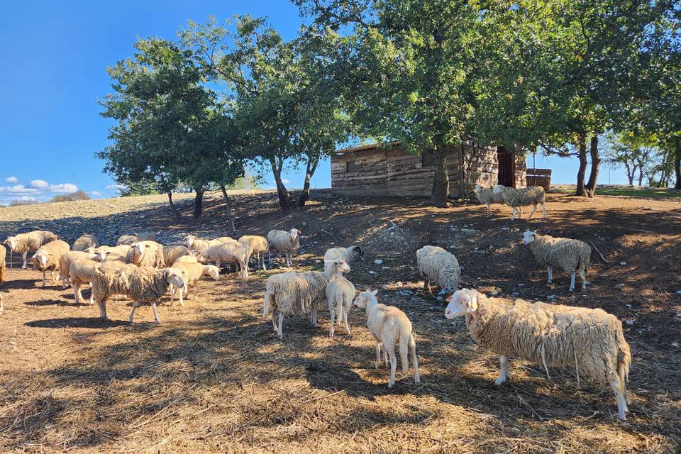 Troupeau de moutons