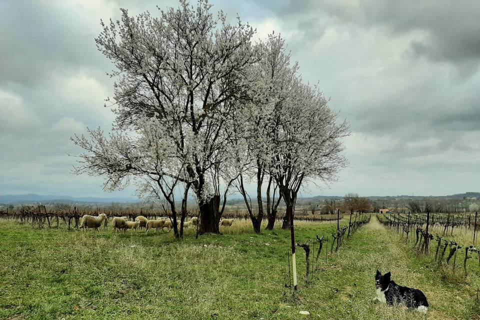 Moutons dans les vignes