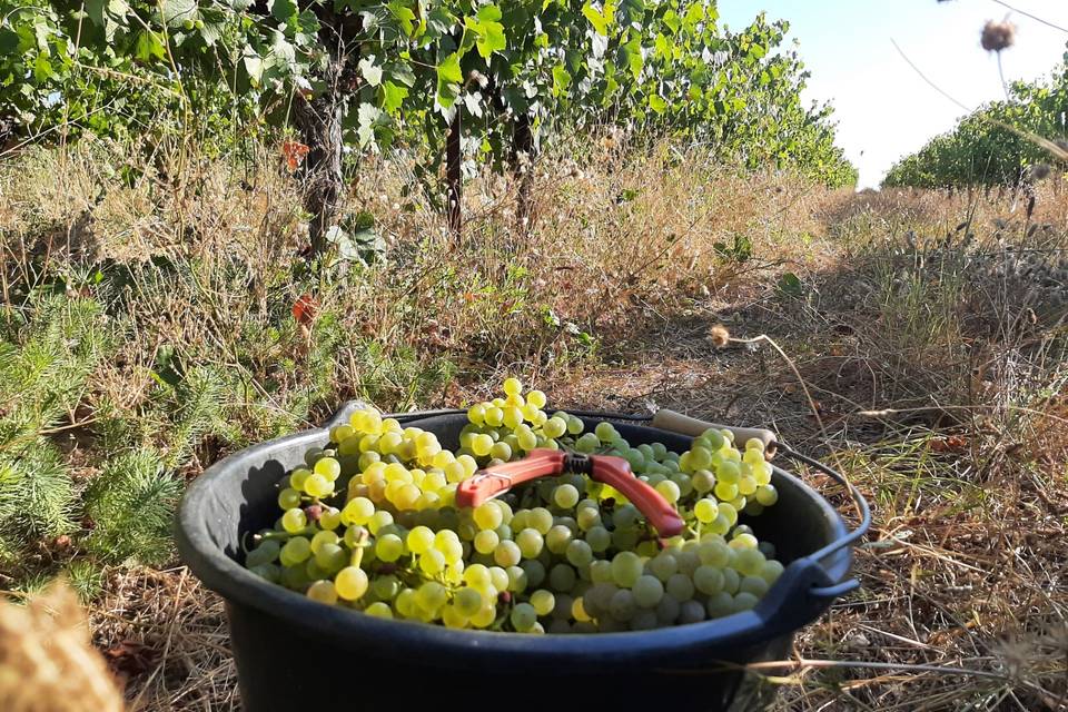 Vendanges à la main