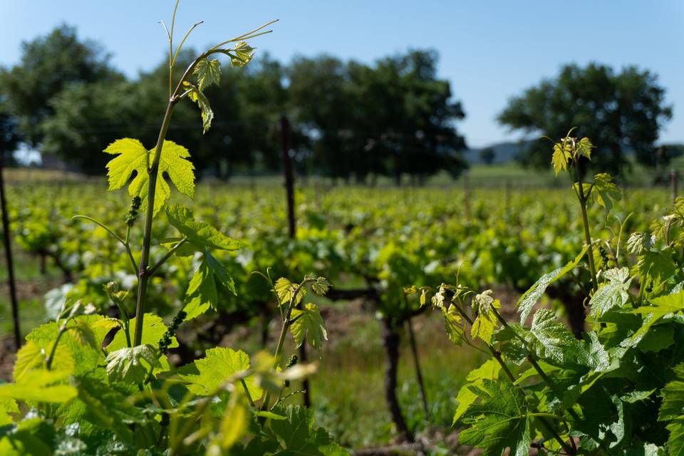 Vigne au printemps