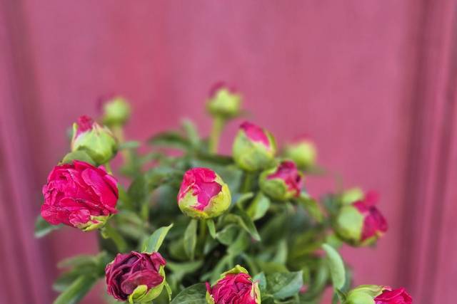 Nos pivoines