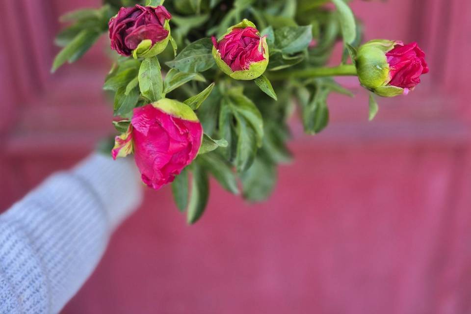 Nos pivoines