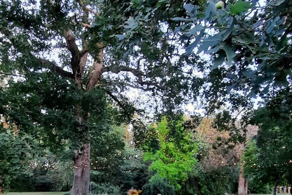Arbres