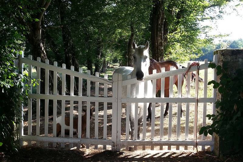 Les chevaux