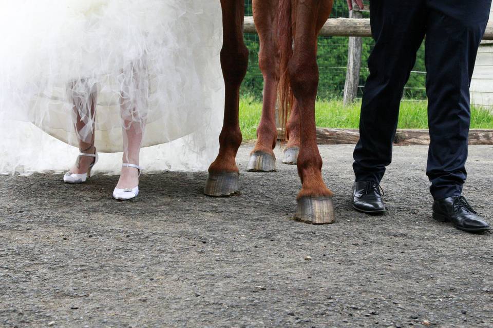 Animaux de compagnie