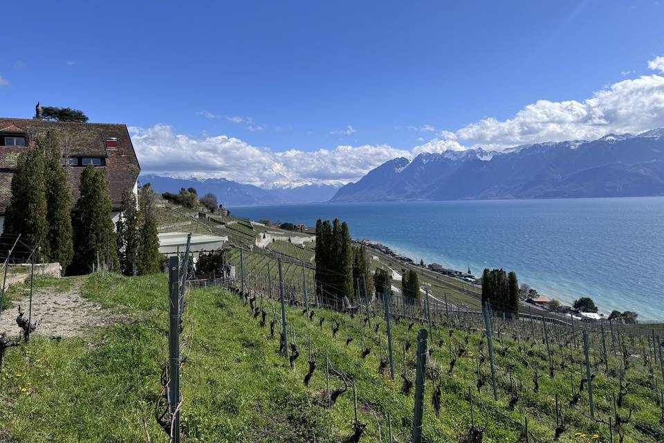 Dégustation de vin Suisse