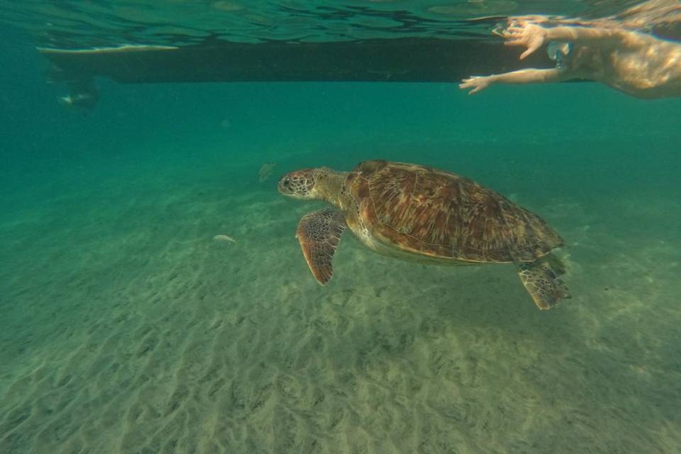 Plongée avec Tortues