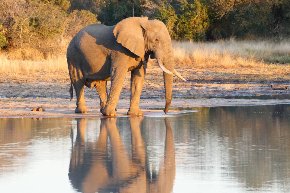 Safari en Afrique du Sud