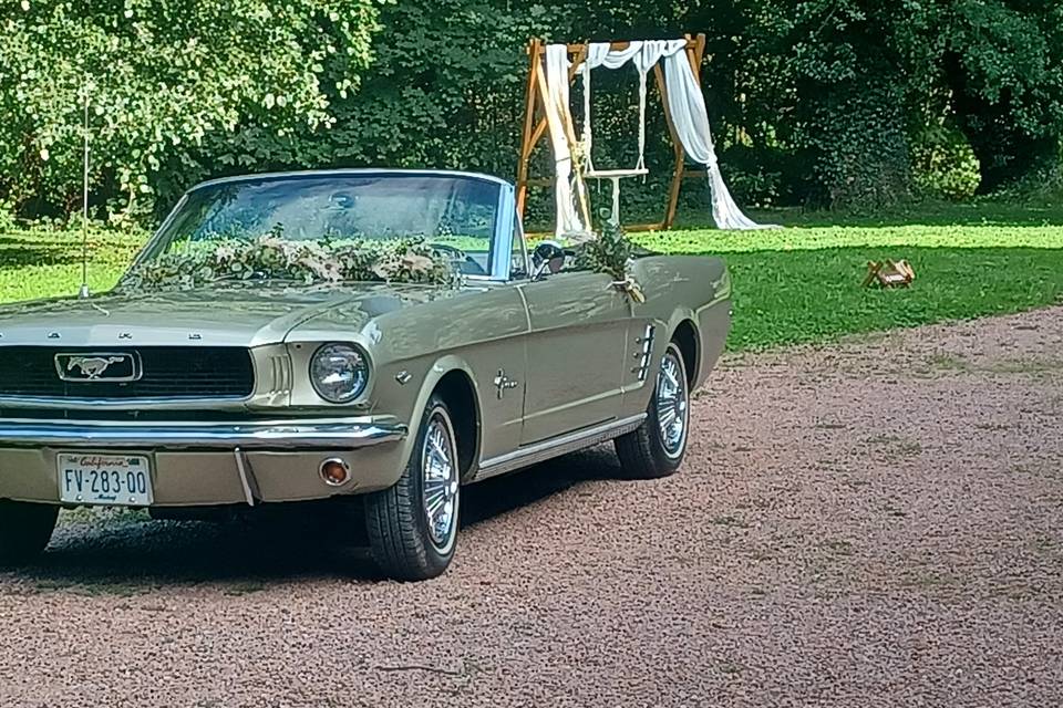 Mustang 66