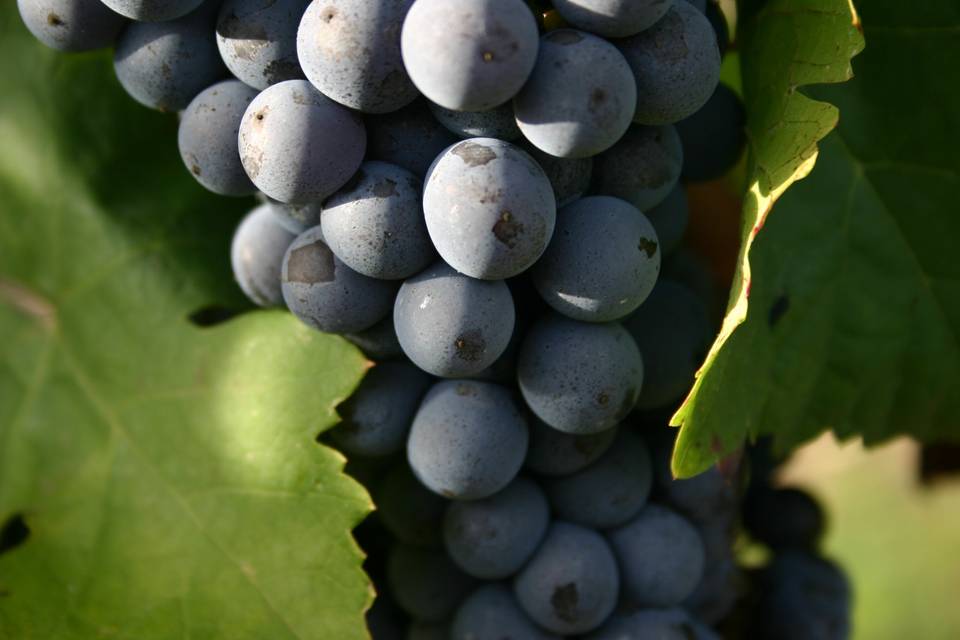 Domaine Ratron - Clos des Cordeliers