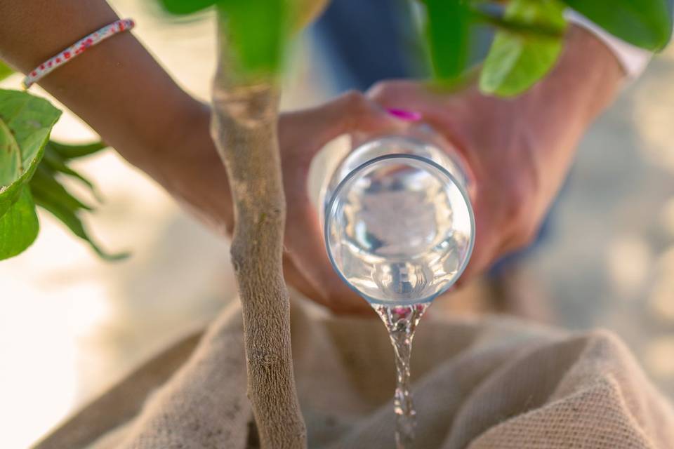 Rituel du planté de l'arbre
