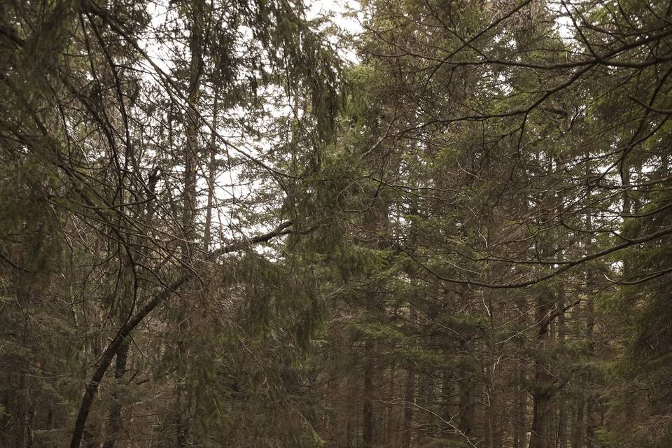 Le séance photo de couple
