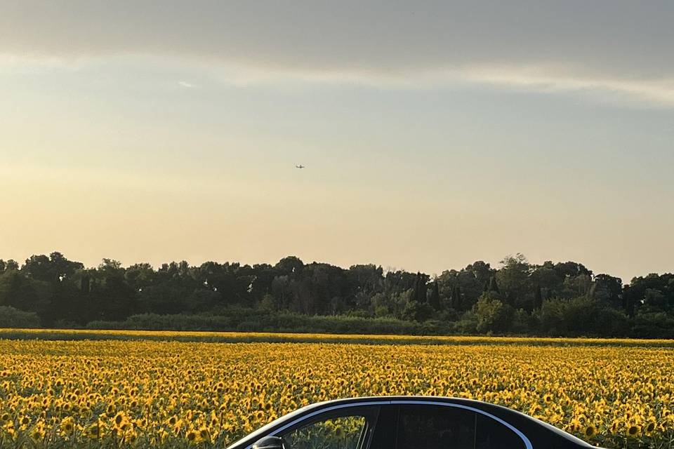 Champ de tournesols Arles