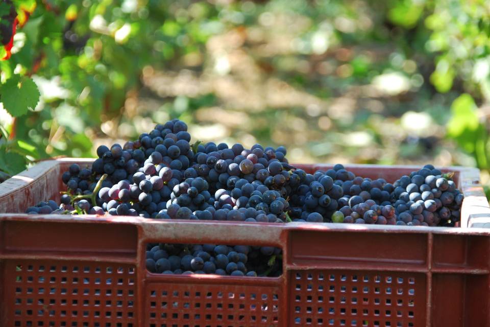 Vendanges 2022