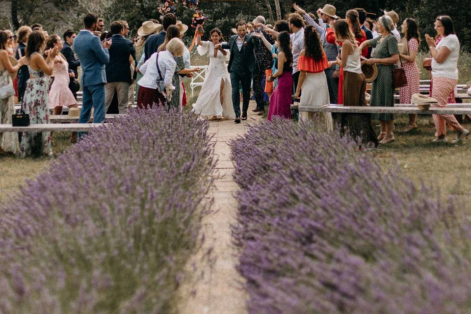 Les lavandes en fleurs