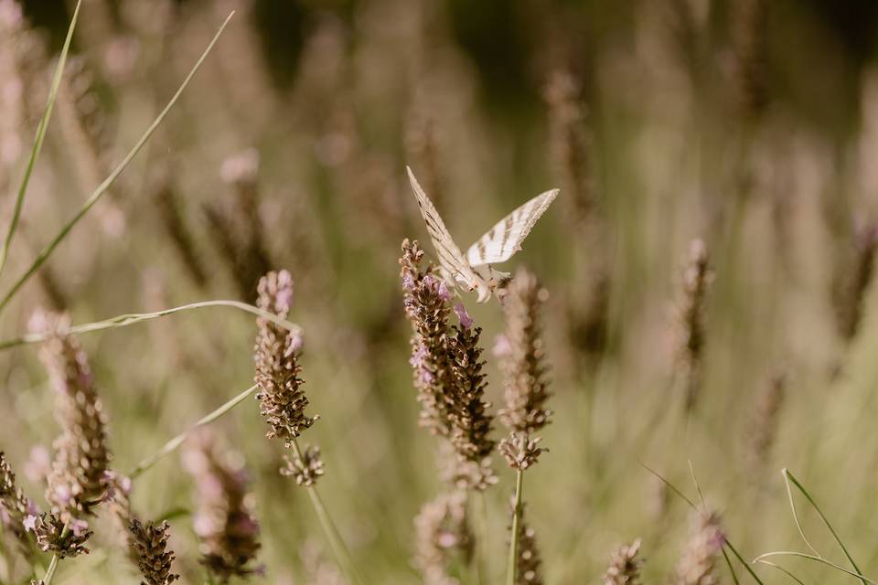 Votre mariage en Provence