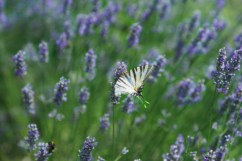 Prises de vues de nature