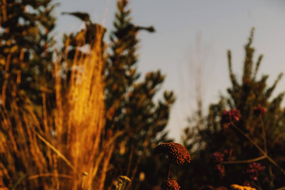 Potager