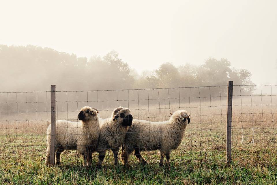 Moutons