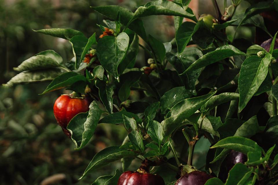 Potager
