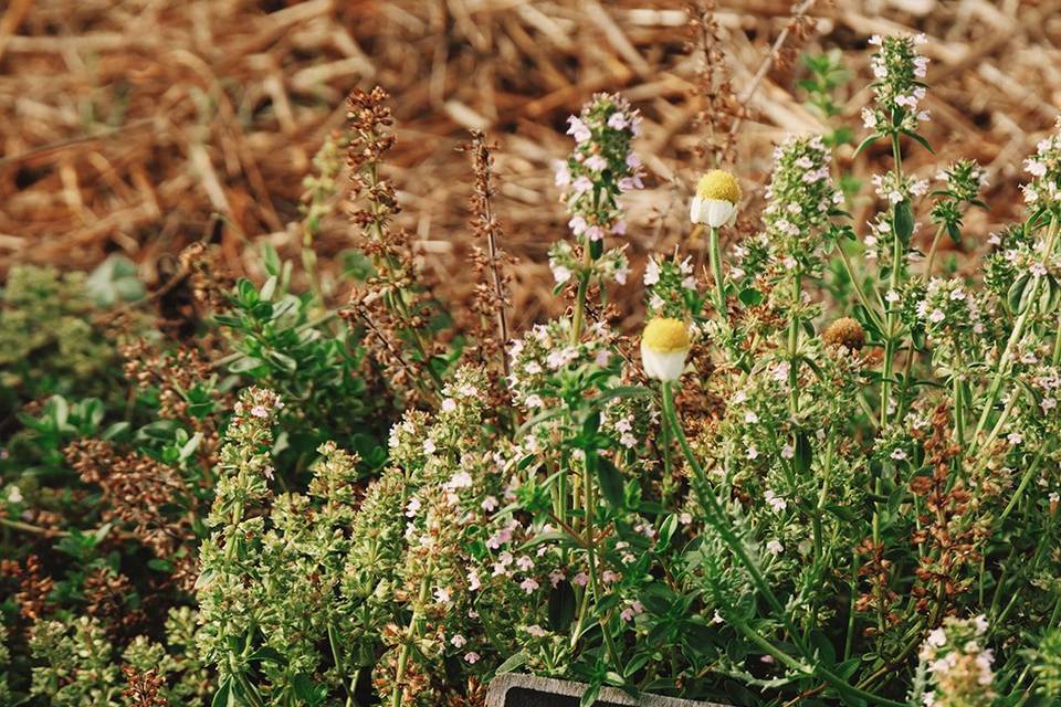 Potager