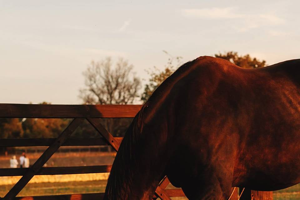 Chevaux