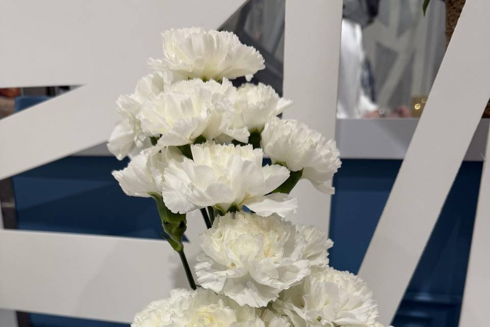 Carnation white