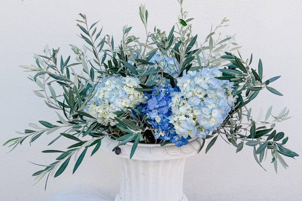 Hortensia bleu et olivier