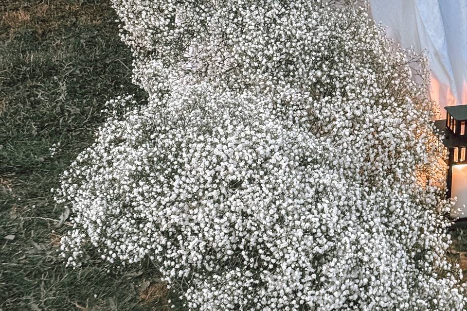 Cascade de gypsophile