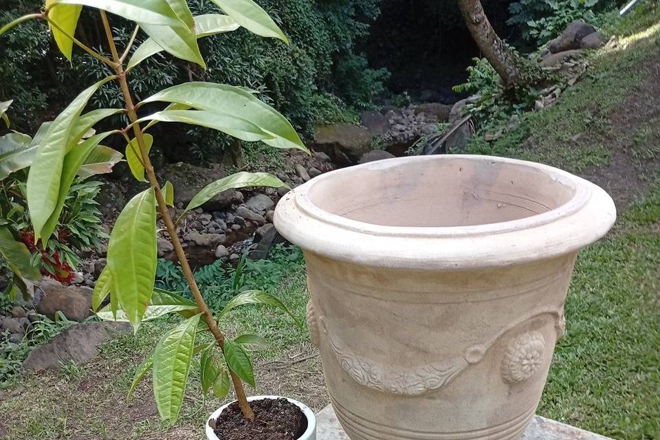 Rituel de l'arbre
