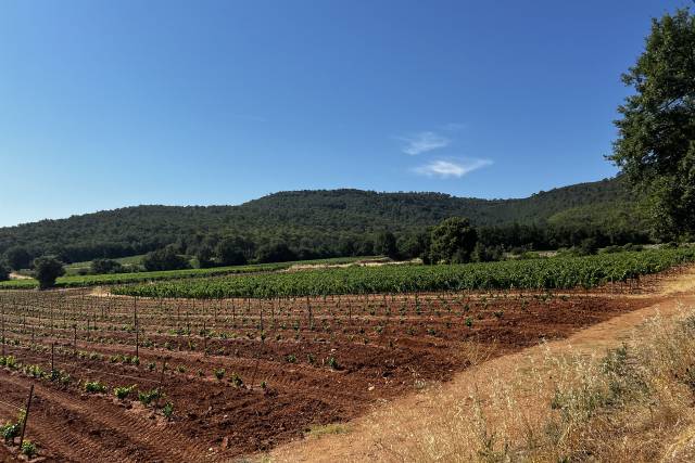 Champs de vignes