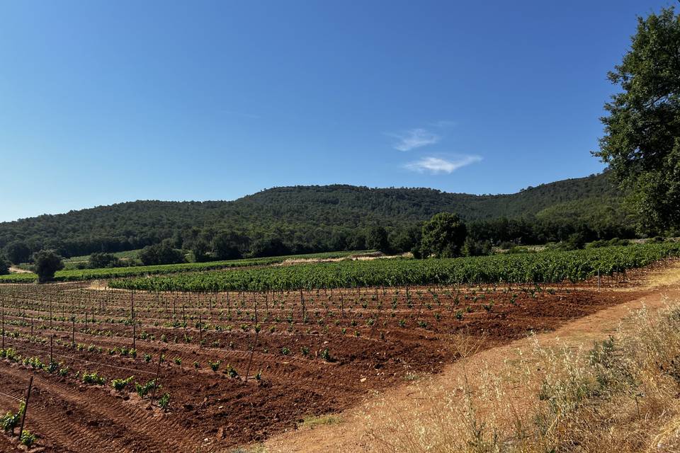 Champs de vignes