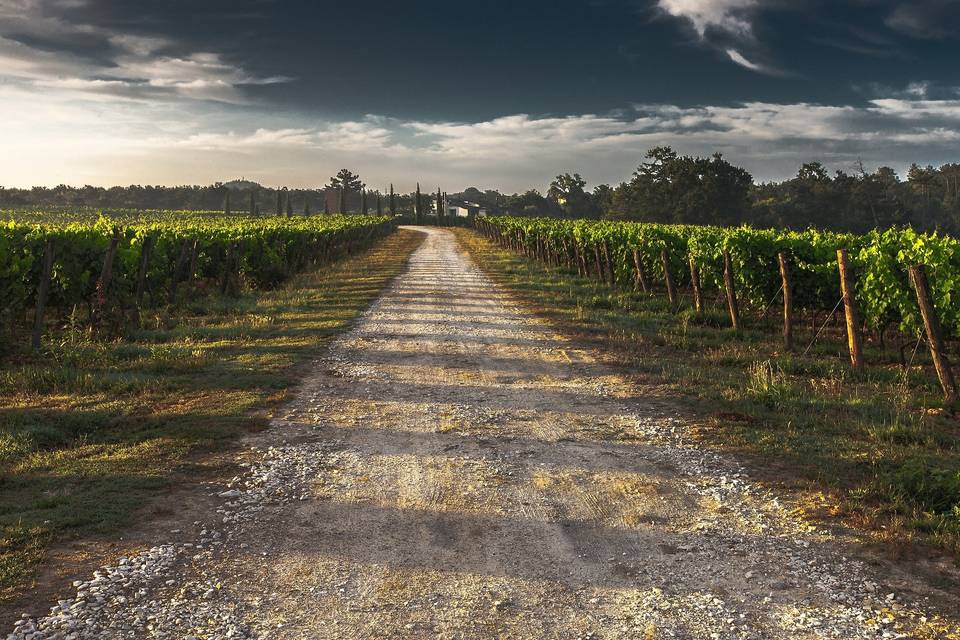 Domaine La Doussinière