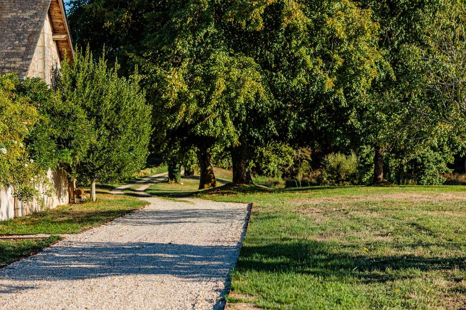 Allée arborée