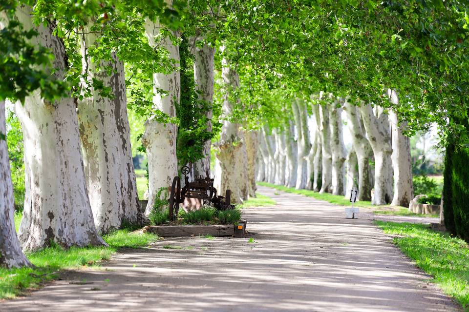 Allée de Platanes