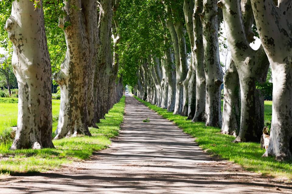 Allée de Platanes