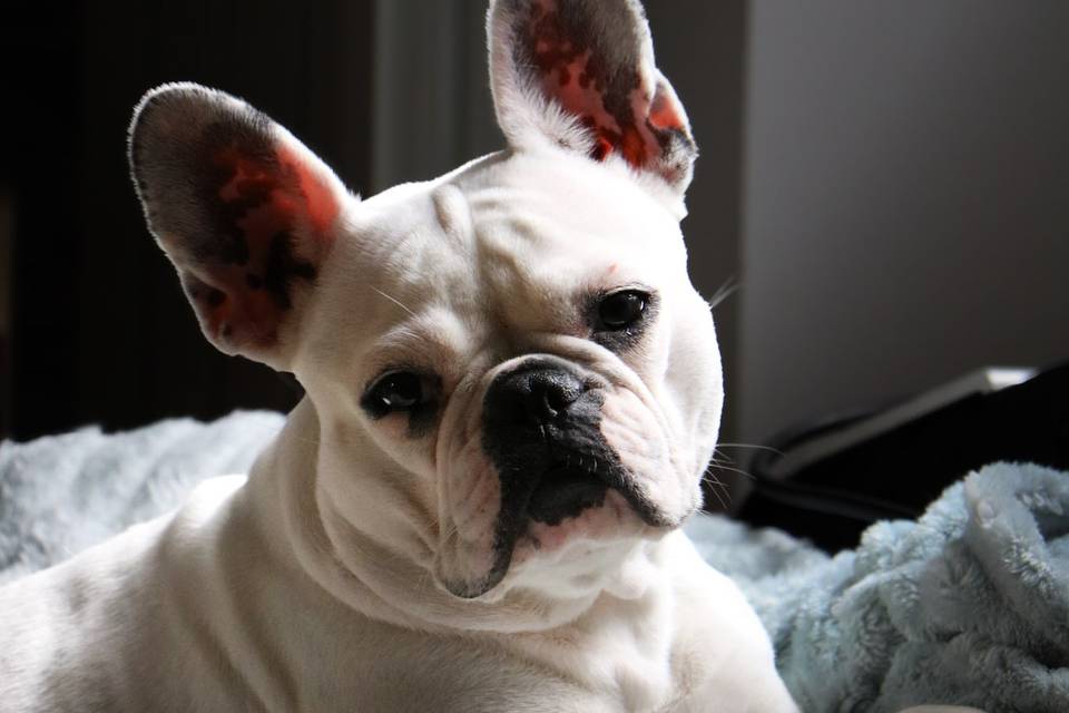 Photo portrait