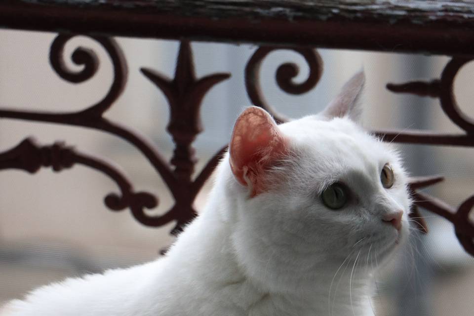 Photo portrait