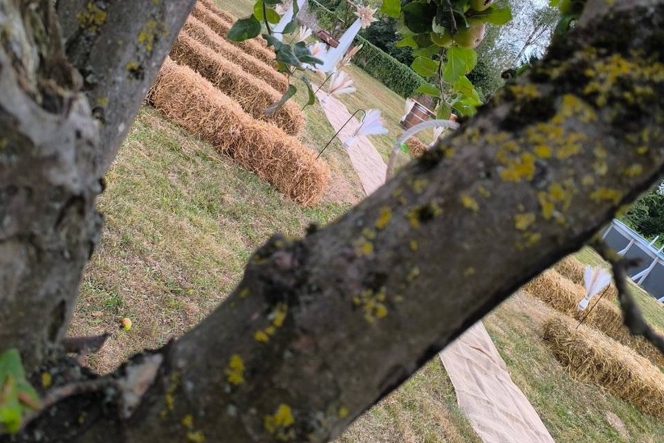 Décoration dans les arbres
