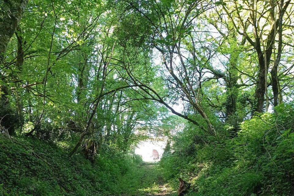 Chemin d'accès du château bis