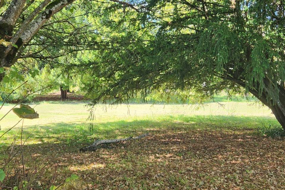 Parc devant le château