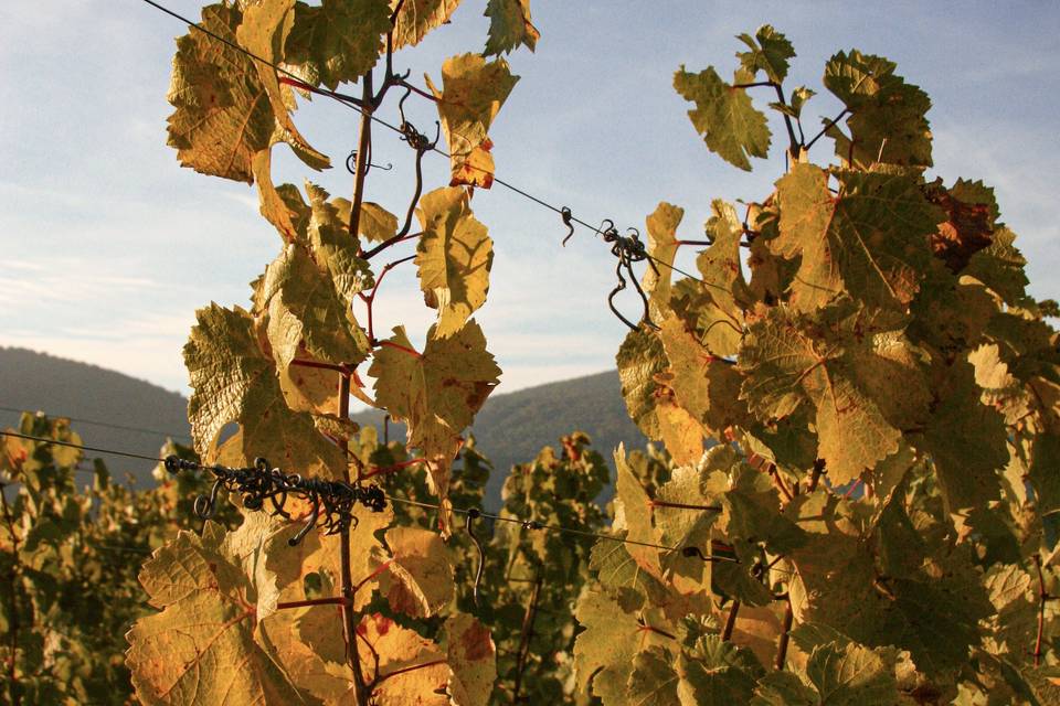Au pied des vignes