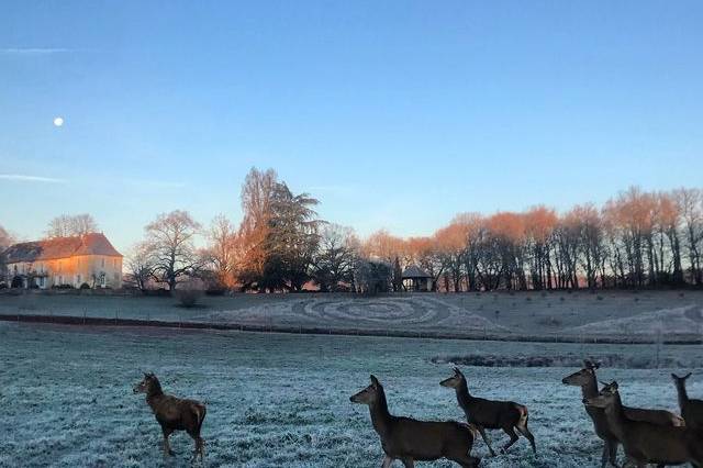 Cerfs