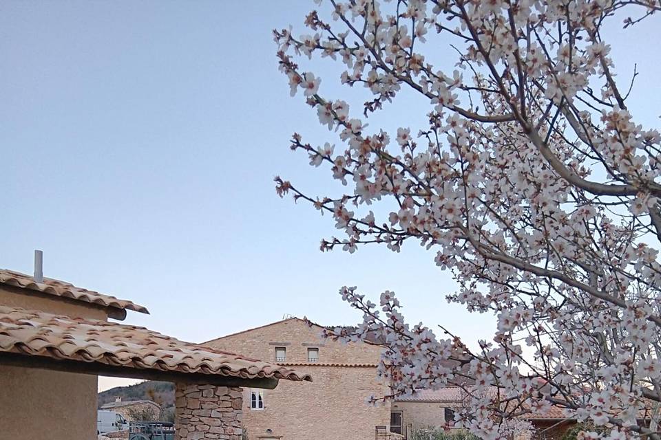 Jardin avec amandiers fleuris
