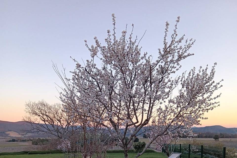 Espace vert au printemps